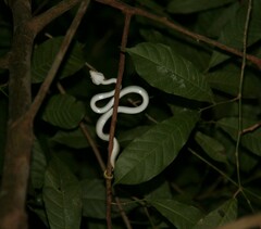 Tropidolaemus wagleri