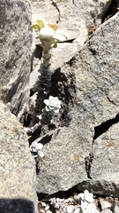 Leucogenes grandiceps