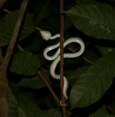 Tropidolaemus wagleri