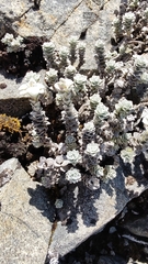 Leucogenes grandiceps