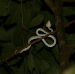 Tropidolaemus wagleri