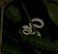 Tropidolaemus wagleri