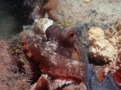 Octopus djinda