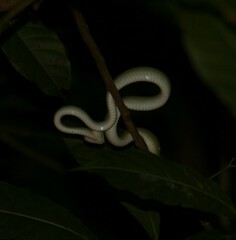 Tropidolaemus wagleri