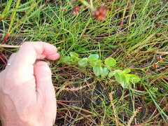 Epilobium billardiereanum