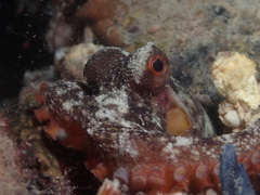 Octopus djinda