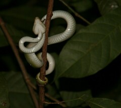 Tropidolaemus wagleri