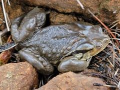 Bufo gargarizans