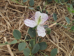 Capparis sicula