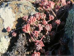 Sedum pacense