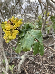 Berberis pinnata