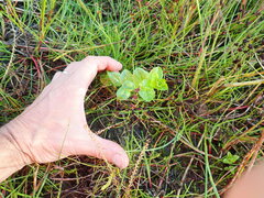 Epilobium billardiereanum