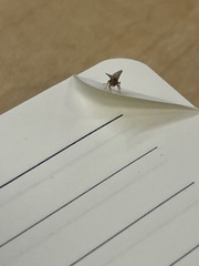 Brachymyrmex obscurior