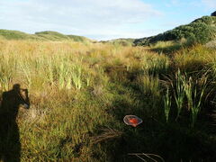 Epilobium billardiereanum