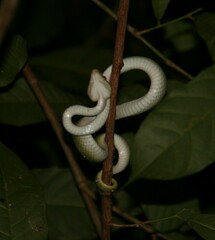 Tropidolaemus wagleri