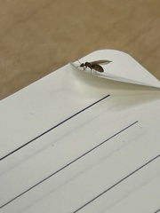 Brachymyrmex obscurior