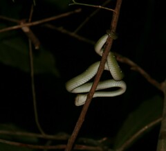 Tropidolaemus wagleri