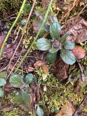 Antennaria solitaria