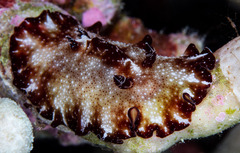 Discodoris boholiensis