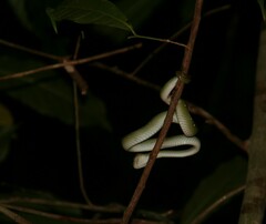 Tropidolaemus wagleri