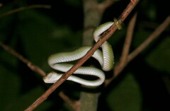 Tropidolaemus wagleri