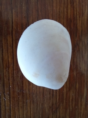 Laevicardium serratum