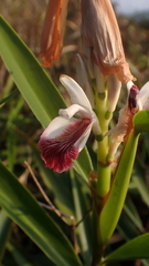 Alpinia officinarum