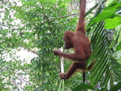 Pongo pygmaeus morio