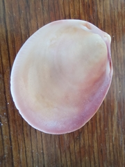 Laevicardium serratum