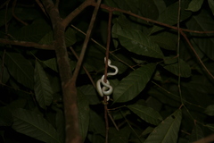 Tropidolaemus wagleri