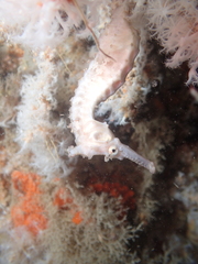 Hippocampus subelongatus