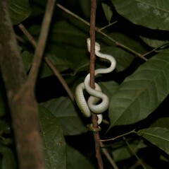 Tropidolaemus wagleri