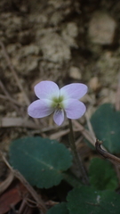 Viola diffusa