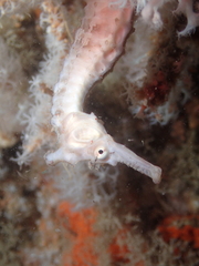 Hippocampus subelongatus