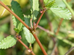 Corchorus fascicularis