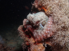 Octopus djinda
