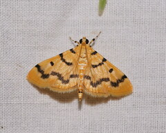 Dichocrocis clytusalis
