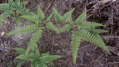 Dicranopteris