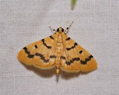 Dichocrocis clytusalis