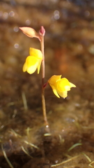 Utricularia bifida
