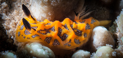 Halgerda indotessellata