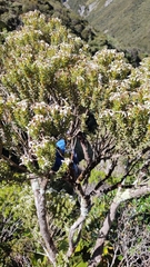 Olearia nummulariifolia