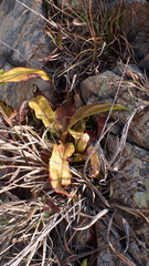 Nepenthes mirabilis