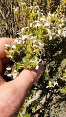Olearia nummulariifolia