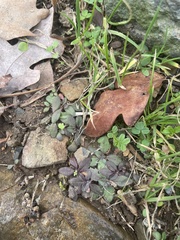 Salvia lyrata
