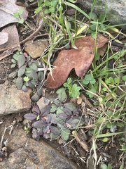 Salvia lyrata