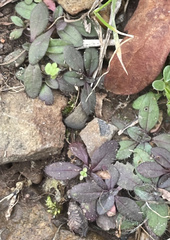 Salvia lyrata
