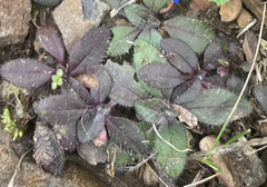 Salvia lyrata