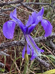 Iris douglasiana