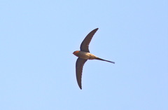 Hemiprocne coronata